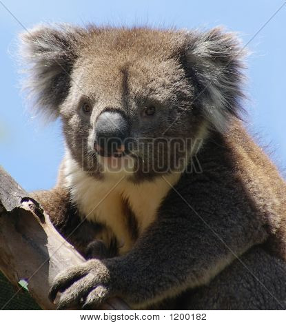 Koala 