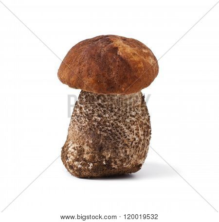 Leccinum scabrum