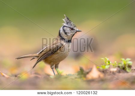 European Crested Tit (Lophophanes cristatus) is a passerine bird in the tit family Paridae. It is a widespread and common resident breeder in coniferous forests throughout central and northern Europe.