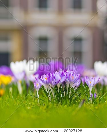 Group of violet crocus blooming in a field of spring flowers in a garden park
** Note: Shallow depth of field