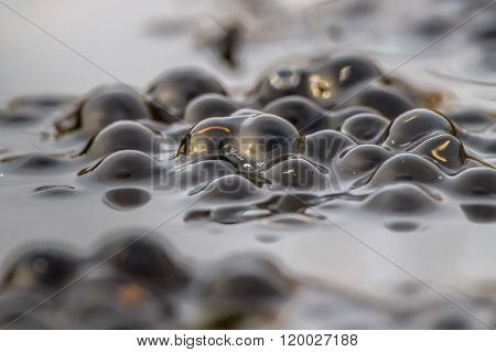 Frog Spawn
