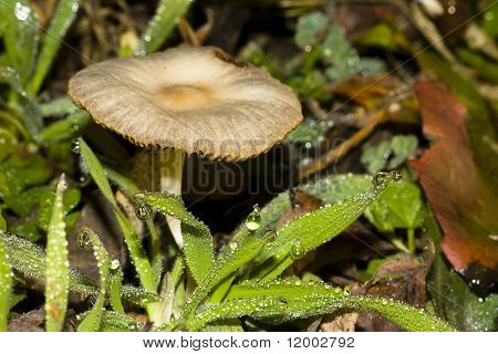 Fungo autunnale