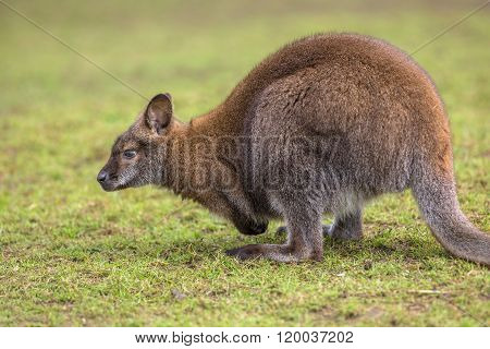 Foraging Bennet Wallaby