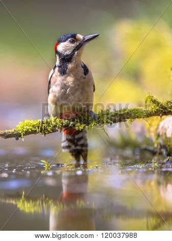Woodpecker Water Reflection