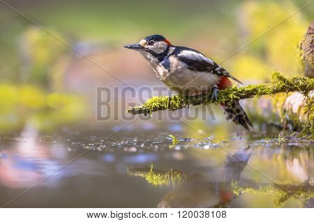 Woodpecker Reflection