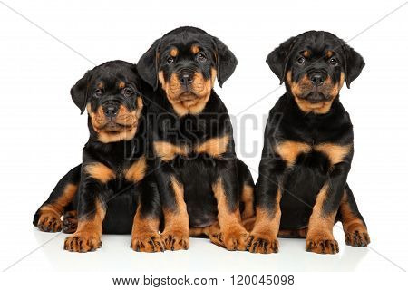 Cute Rottweiler Puppies On White