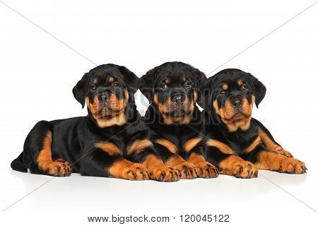Rottweiler Dog Puppies On White