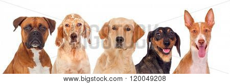 Differents dogs looking at camera isolated on a white background