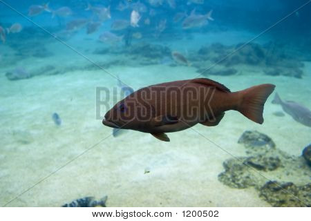 Spotcod