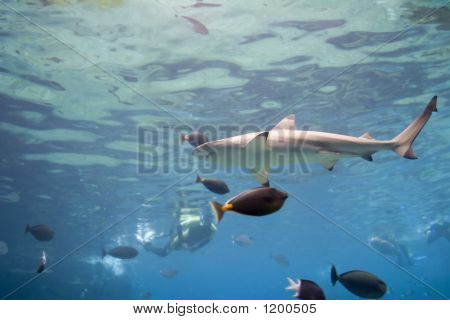 Tipshark