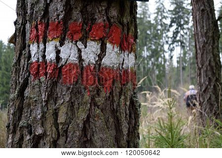 Tourist Mark On Tree