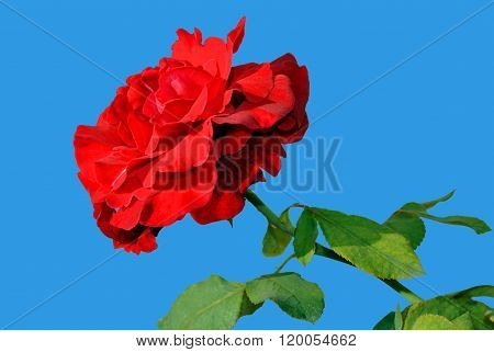 Rosa 'Don Juan'