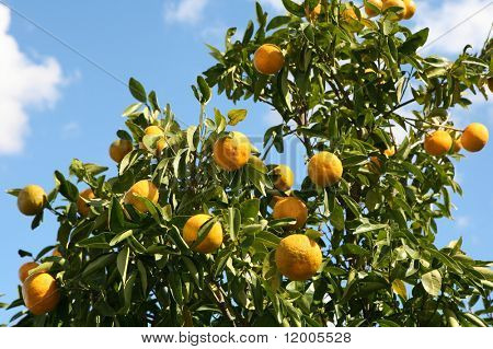 Orangenbaum