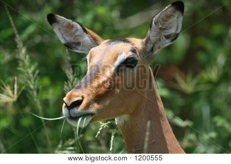 Impala