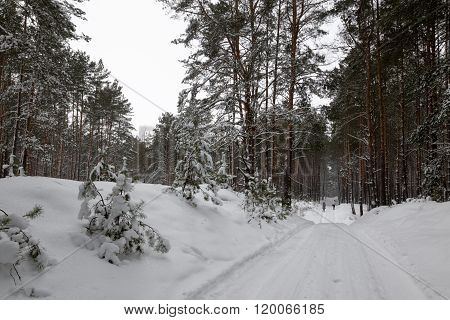 walk through the snowy winter magical forest