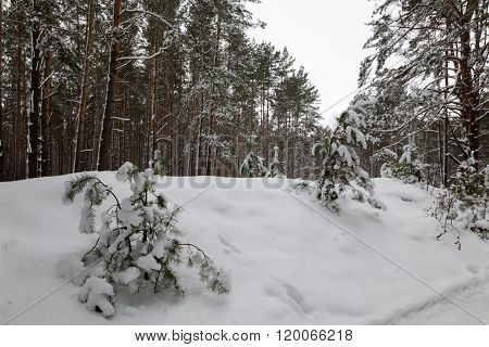 Walking in the woods. white snowy winter