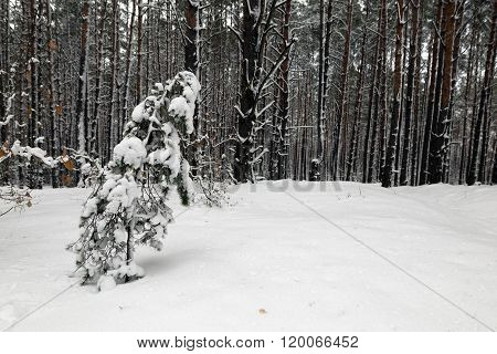 Walking in the woods. white snowy winter
