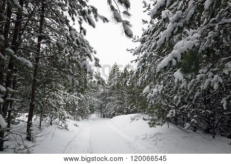Walking in the woods. white snowy winter