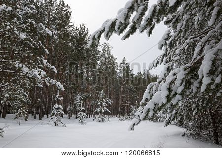 Walking in the woods. white snowy winter