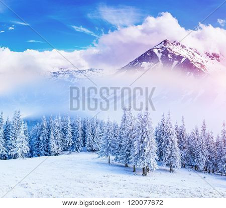 magical winter snow covered tree. Sunset in the Carpathians. Ukraine, Europe