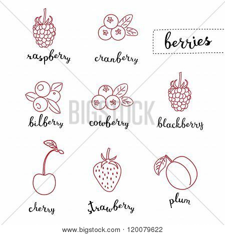 Different kinds of berries
