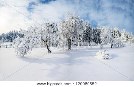 beautiful tree in the snow on a sunny winter day
