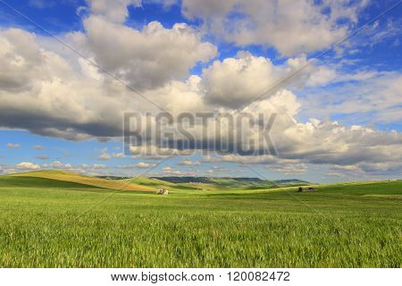 SPRINGTIME.Between Apulia and Basilicata.Hilly landscape with corn field immature, dominated by clou