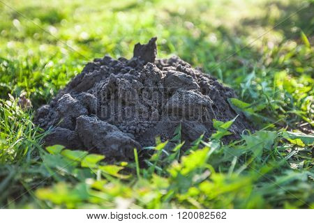 Isolated molehill in grass