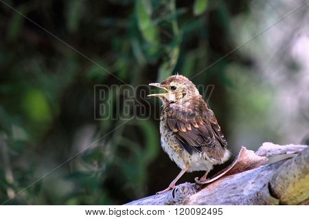 Song Thrush Fledgling