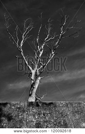 Dead Tree Behind The Wall