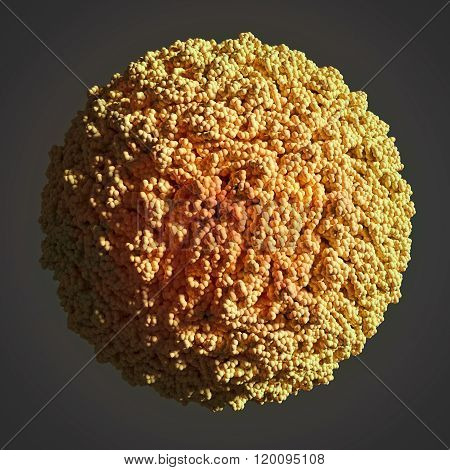 Dengue Virus Structure