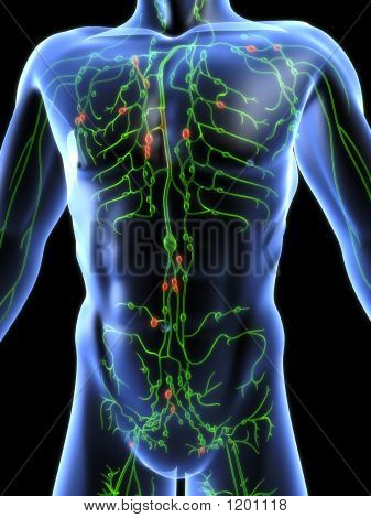 Lymphsystems