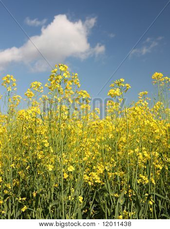 Raps Raps Pflanzen in voller Blüte
