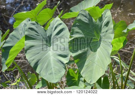 fresh colocasia esculenta leaves
