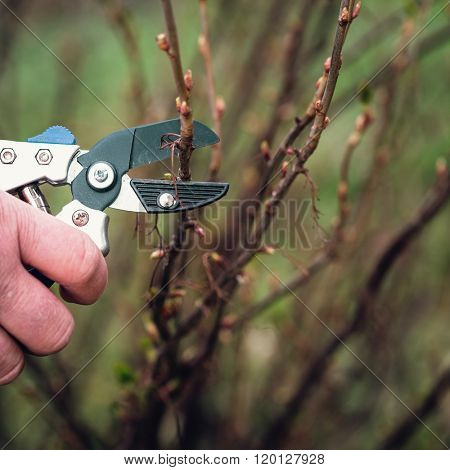 Pruning black current in garden