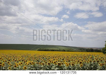 Field of blooming sunflowers.