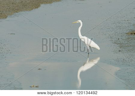 Portrait of a Great White Heron during low tide