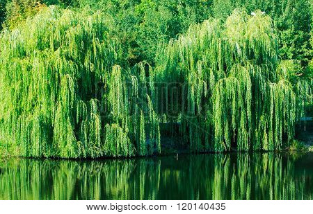 Weeping Willow