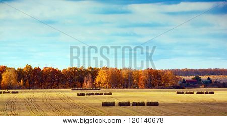 Harvesting hay