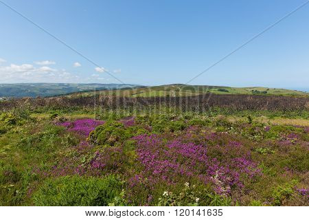 Somerset countryside in the west of England with wild pink flowers at North Hill near Minehead UK