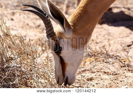 Springbok Antidorcas Marsupialis In Kgalagadi