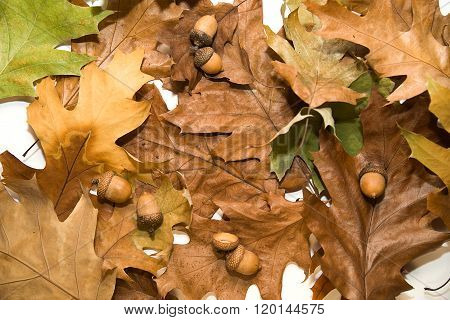 Many Dry Autumn Oak Leafs And Acorns On  Over White