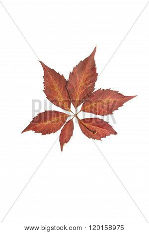 Pressed And Dried Virginia Creeper Leaf.