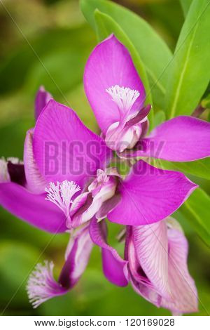 Polygala Myrtifolia