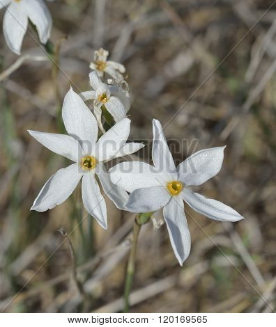 Narcissus Serotinus