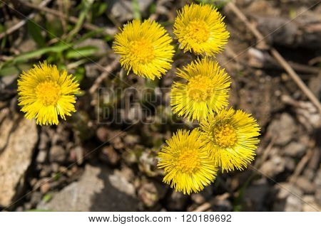 Tussilago farfara on gravel