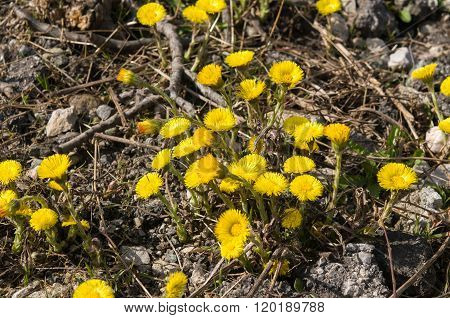 Tussilago farfara on gravel