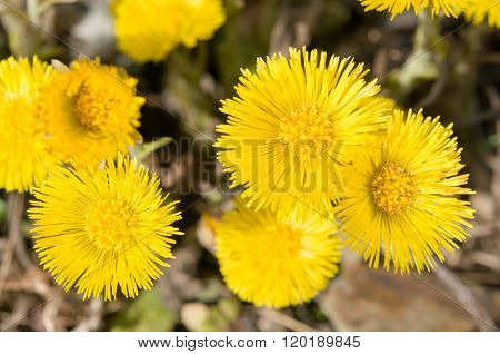 Tussilago farfara on gravel