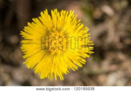 Tussilago farfara on gravel