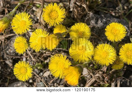 Tussilago farfara on gravel